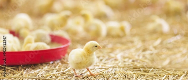 Obraz Flock of little chicks at farm