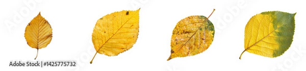 Fototapeta Autumn leaves display natural elegance, isolated against black, cut out transparent