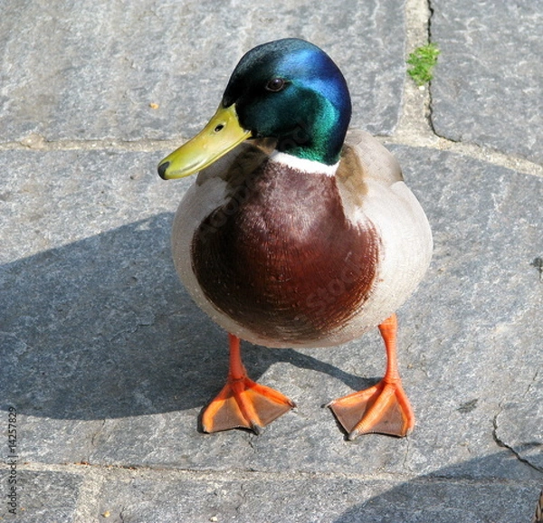 Fototapeta Canard colvert.