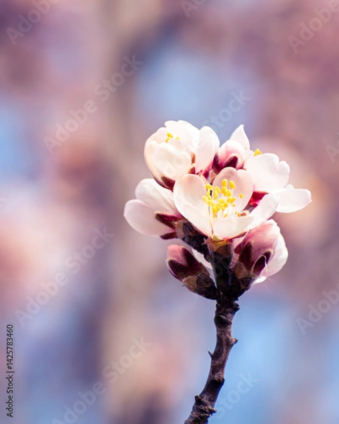 Fototapeta Almond tree branches full of white blossoms against the blue sky is spring