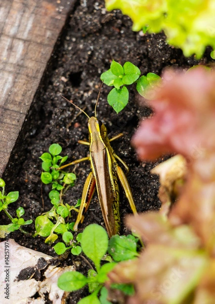 Obraz Grasshopper on the ground in the garden, Belarus.