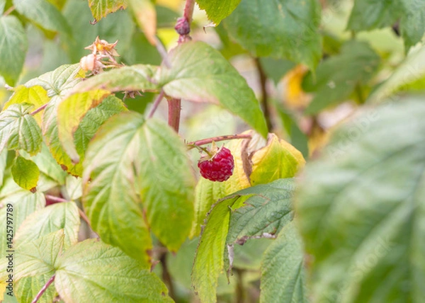 Obraz Ripe raspberries on a branch in the garden. Selective focus.