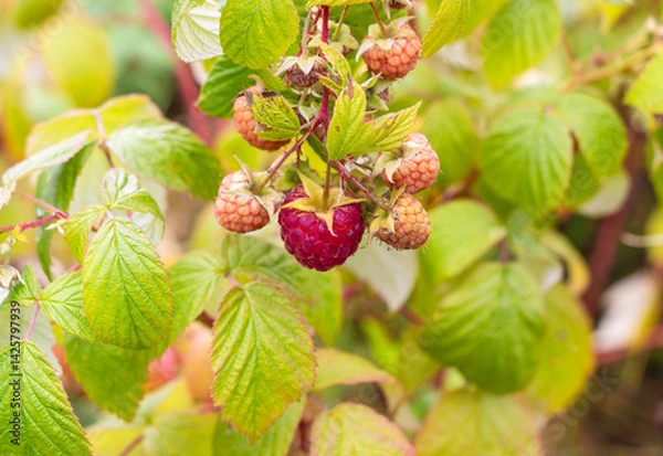 Obraz Ripe raspberries on a branch in the garden. Selective focus.