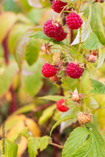 Obraz Ripe raspberries on a branch in the garden. Selective focus.