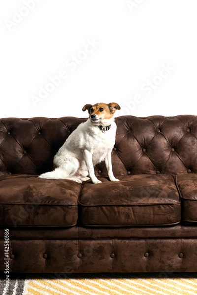 Obraz Perro encima de un sofa chester