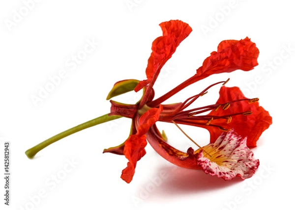 Obraz Flamboyant flower