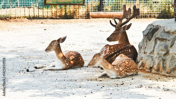 Fototapeta Family of fallow deer resting peacefully under tree shade, enjoying tranquil moments within safari park enclosure