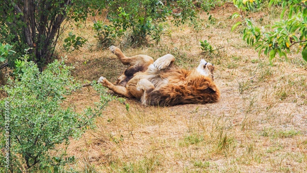 Fototapeta Muscular male lion lounging on arid grassland, basking in peaceful afternoon stillness