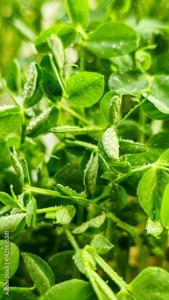 Fototapeta Microgreens. Growing Peas at Home. Pea Sprouts. Step-by-Step Instructions.