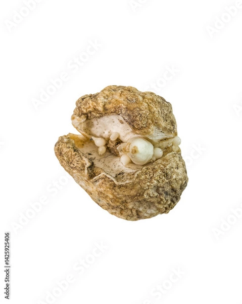 Fototapeta Fritillaria Acmopetala Bulb with Proliferating Offsets on on white background isolated