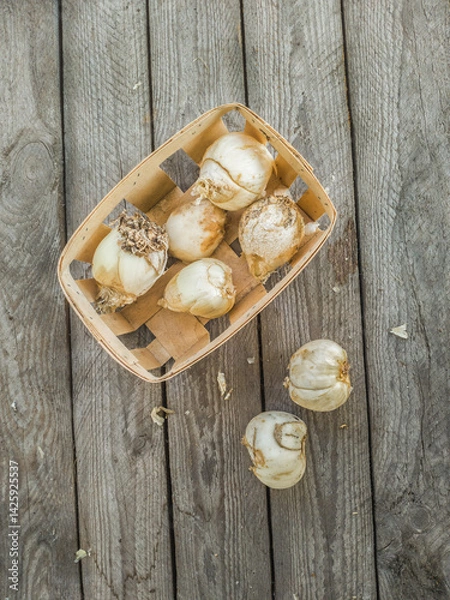Fototapeta Bulbs of different types of Frisillaria on a garden table, flat lay.