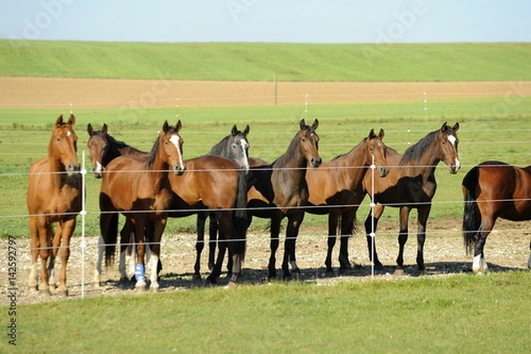 Obraz Ciekawe młode konie