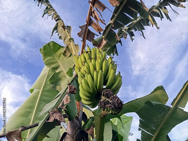 Fototapeta a fresh bunch of unripe bananas hanging, set against a clear blue sky