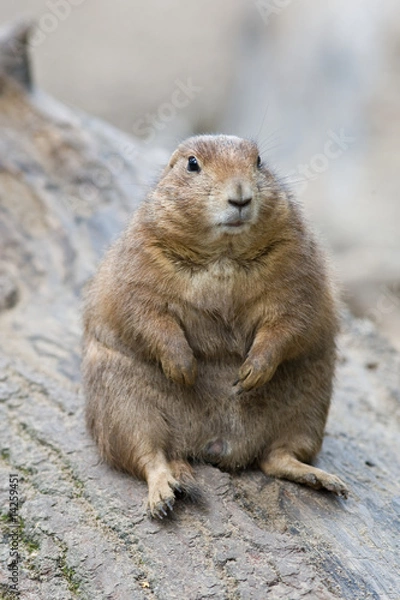 Obraz Lazy Präriehund