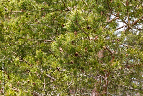 Fototapeta Pine cones are hanging on a green branch. The background image.