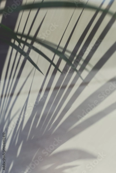 Fototapeta Abstract palm leaves and shadow summer background
