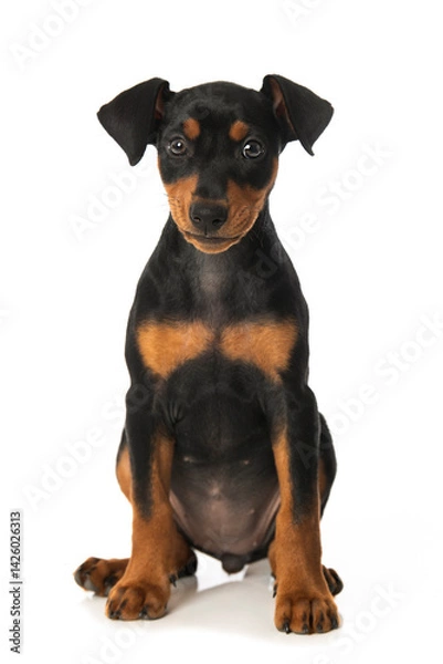 Fototapeta Cute pinscher puppy sitting on white background and looks to the camera