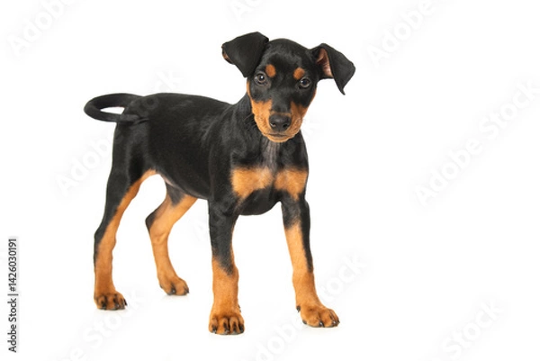 Fototapeta Cute pinscher puppy standing on white background and looks to the camera