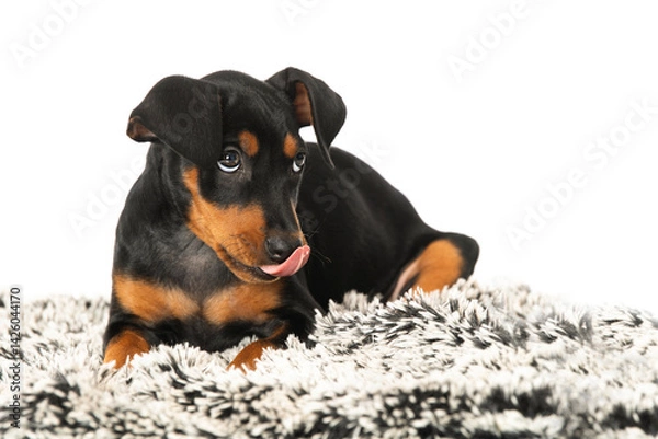 Fototapeta Cute pinscher puppy lying on a blanket licks his mouth and looks innocently upwards