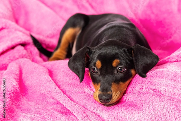 Fototapeta Cute pinscher puppy lying on a pink blanket
