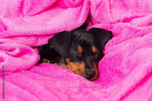 Obraz Cute pinscher puppy sleeping on a pink blanket