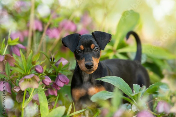 Fototapeta Cute puppy in spring flower christmas roses in nature background