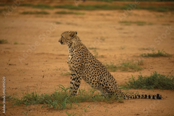Fototapeta Close-up of a cheetah in the Namibian Kalahari. Majestic predator in its natural habitat. Seen during a game drive in a game reserve. Namibia, Africa.