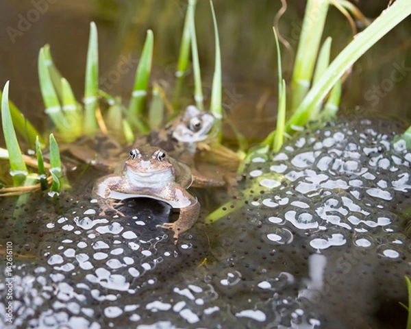 Fototapeta Dwie pary żab kłoczy żab.