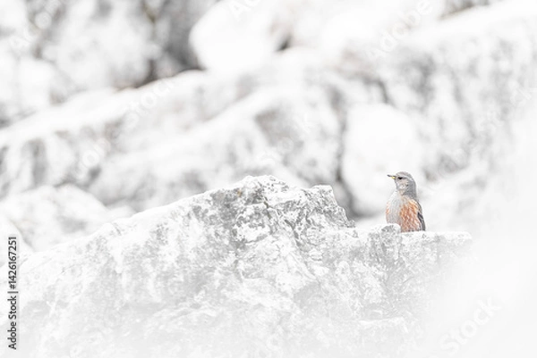 Fototapeta Fine art portrait of Alpine accentor in the mountains (Prunella collaris)