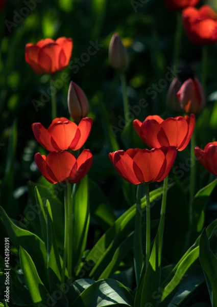Fototapeta 22.04.2025 Białystok Polska. Wiosenne czerwone tulipany w promieniach słońca.