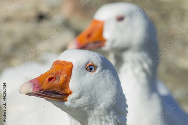 Fototapeta White duck head