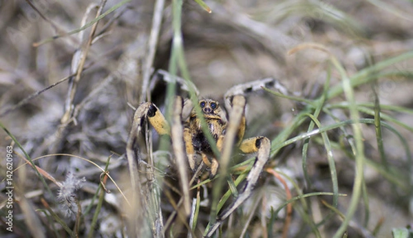 Fototapeta Spider face on grass