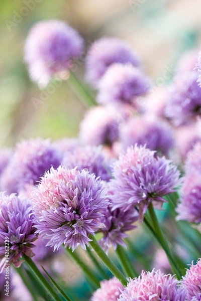 Obraz Chive Purple flower
