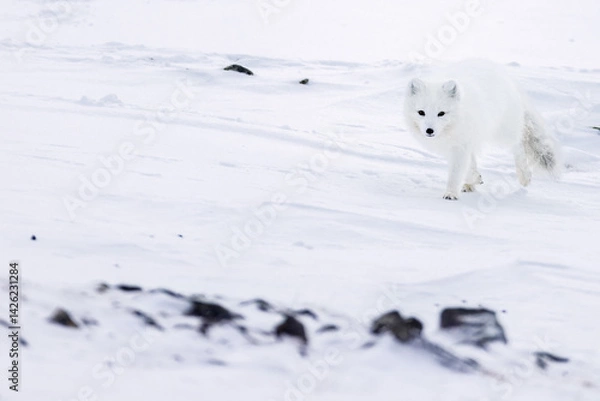 Obraz Arctic fox during winter in Svalbard