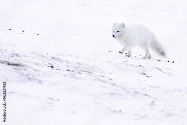 Obraz Arctic fox during winter in Svalbard
