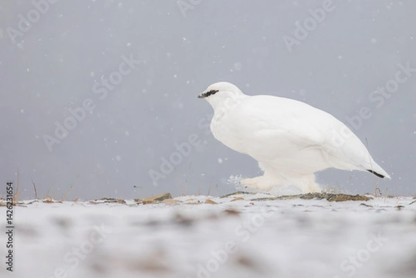 Obraz Ptarmigan in Svalbard during winter