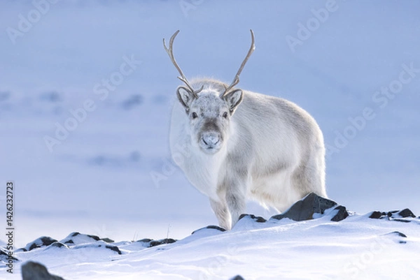 Obraz Svalbard reindeer on location in Svalbard during winter