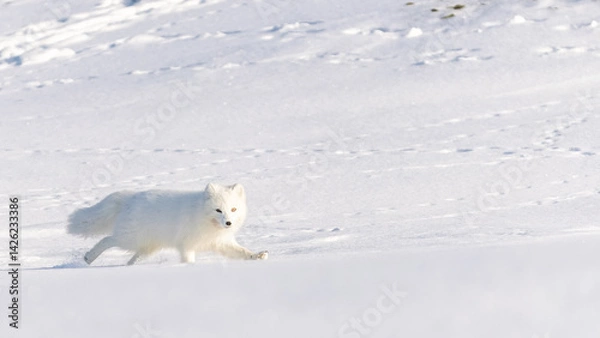 Obraz Arctic fox during winter in Svalbard