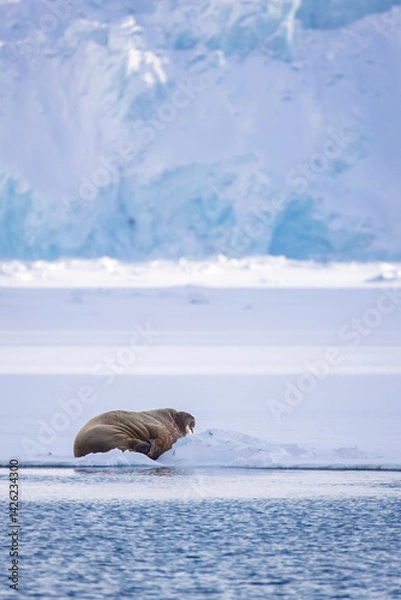 Obraz Walrus on an ice block in Svalbard 