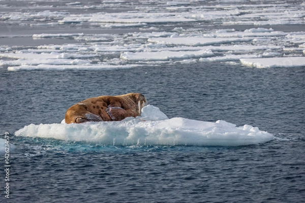 Obraz Walrus on an ice block in Svalbard 