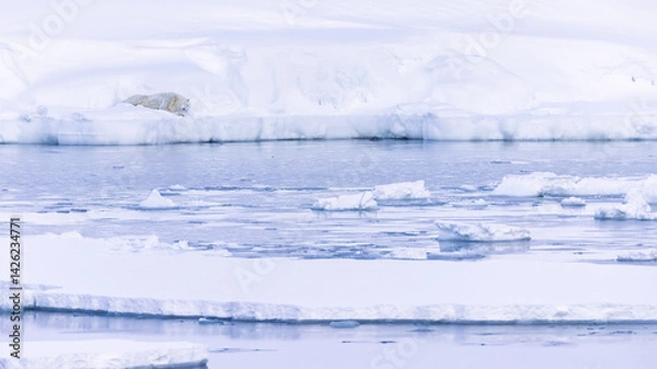 Obraz Polar bear in Svalbard during winter