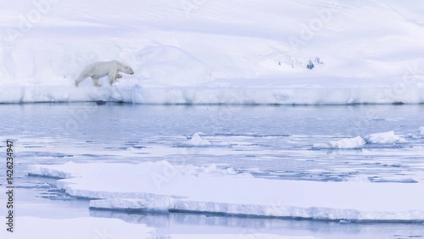 Obraz Polar bear in Svalbard during winter