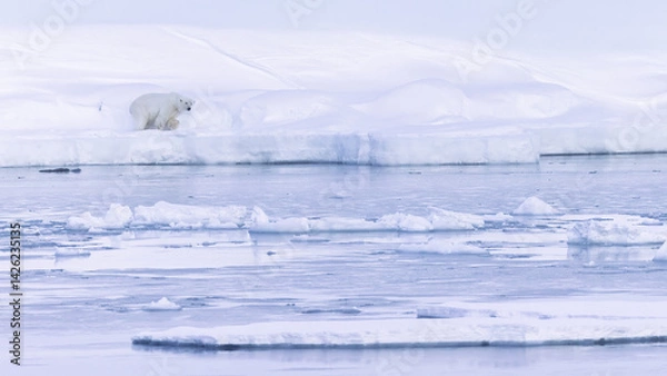 Obraz Polar bear in Svalbard during winter