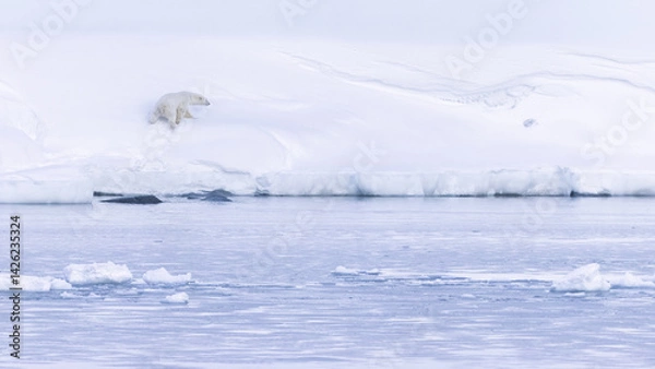 Obraz Polar bear in Svalbard during winter