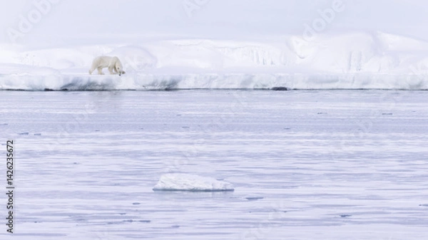 Obraz Polar bear in Svalbard during winter