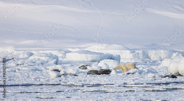 Obraz Polar bear in Svalbard during winter