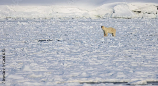 Obraz Polar bear in Svalbard during winter