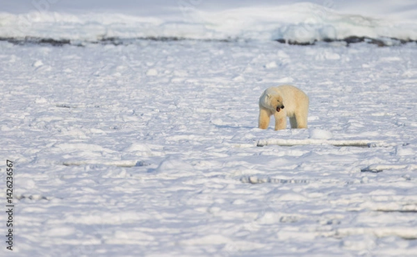 Obraz Polar bear in Svalbard during winter
