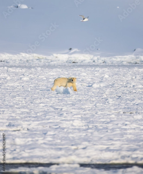 Obraz Polar bear in Svalbard during winter