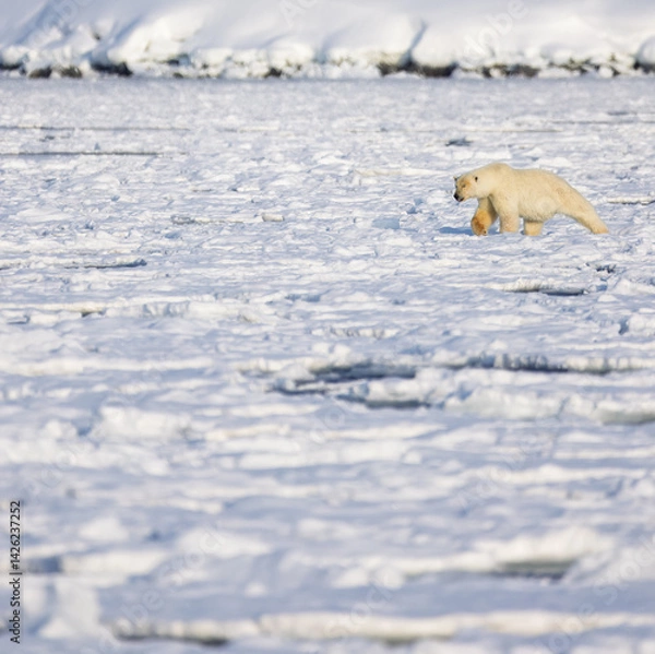 Obraz Polar bear in Svalbard during winter